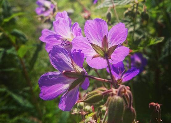 Blommor och dekorationer  Sorsele Begravningsbyrå